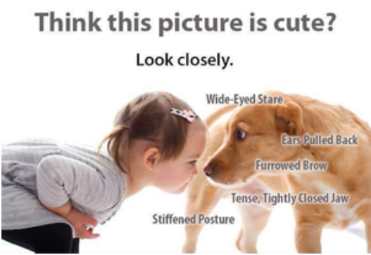 what to do if a dog attacks a child